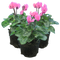 3 Plants