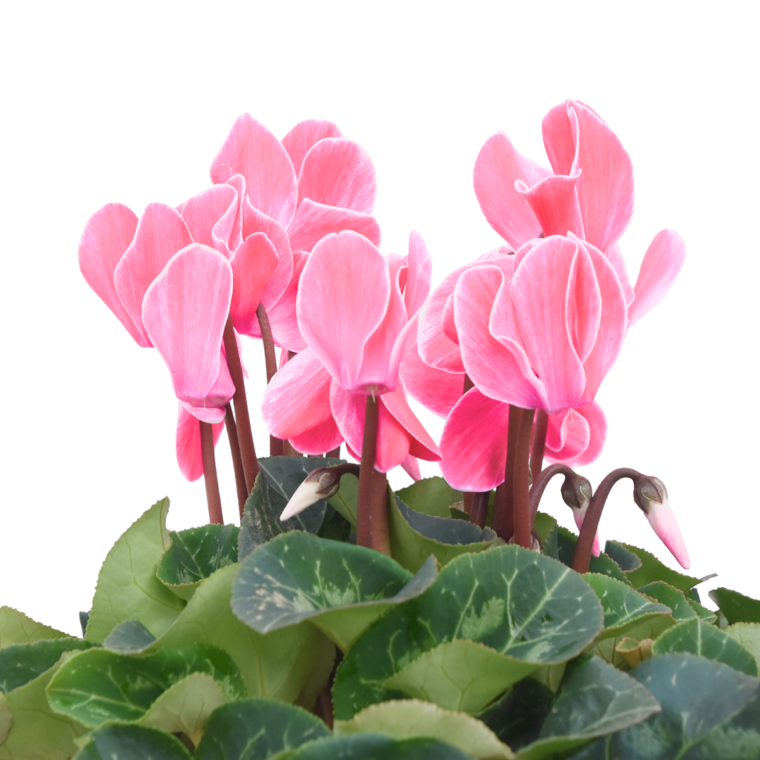 Cyclamen Salmon 10.5cm Pot Pack of 3 & 6 Flowering Outdoor Plants