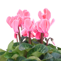 Cyclamen Salmon 10.5cm Pot Pack of 3 & 6 Flowering Outdoor Plants