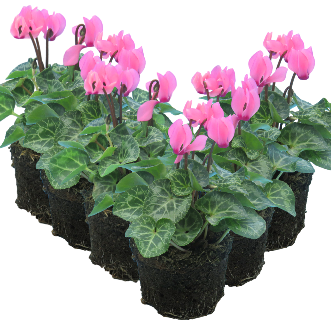 Cyclamen Salmon 10.5cm Pot Pack of 3 & 6 Flowering Outdoor Plants