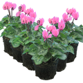 Cyclamen Salmon 10.5cm Pot Pack of 3 & 6 Flowering Outdoor Plants