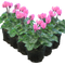 6 Plants
