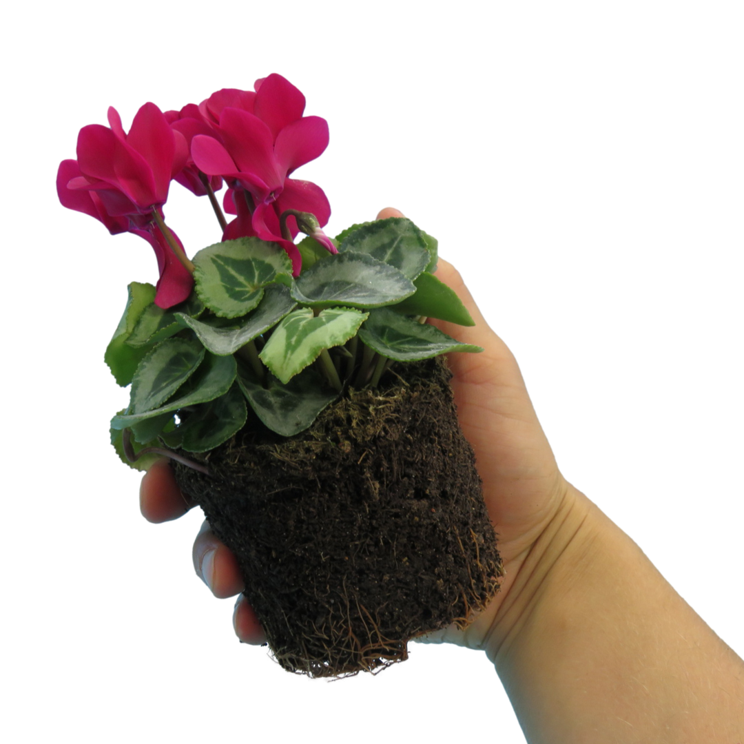 Cyclamen Silver Leaf Magenta 10.5cm Pot Pack of 3 & 6 Flowering Outdoor Plants