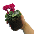 Cyclamen Silver Leaf Magenta 10.5cm Pot Pack of 3 & 6 Flowering Outdoor Plants