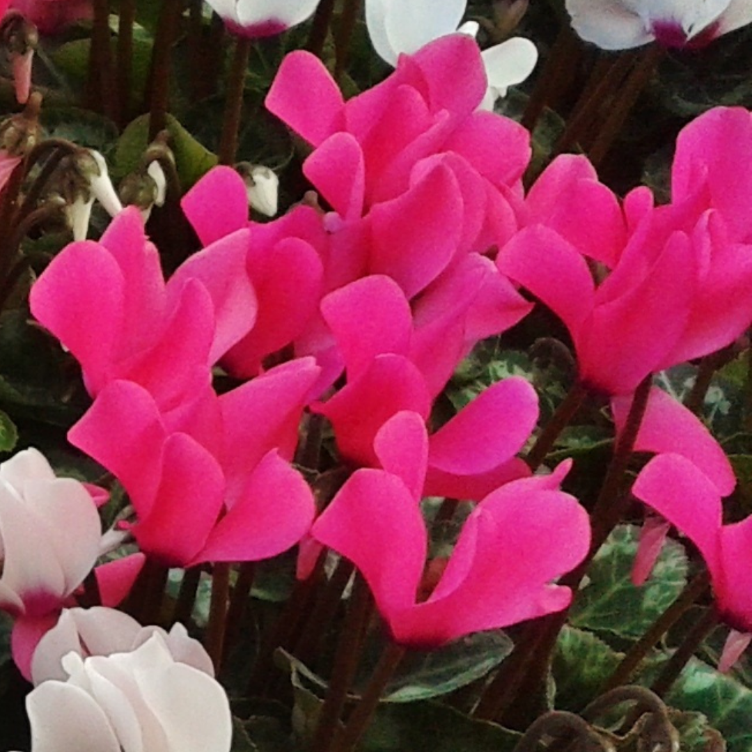 Cyclamen Silver Leaf Magenta 10.5cm Pot Pack of 3 & 6 Flowering Outdoor Plants