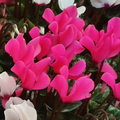 Cyclamen Silver Leaf Magenta 10.5cm Pot Pack of 3 & 6 Flowering Outdoor Plants