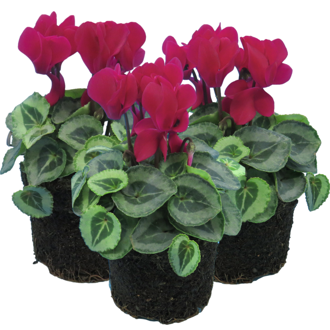 Cyclamen Silver Leaf Magenta 10.5cm Pot Pack of 3 & 6 Flowering Outdoor Plants