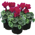 Cyclamen Silver Leaf Magenta 10.5cm Pot Pack of 3 & 6 Flowering Outdoor Plants