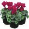 3 Plants