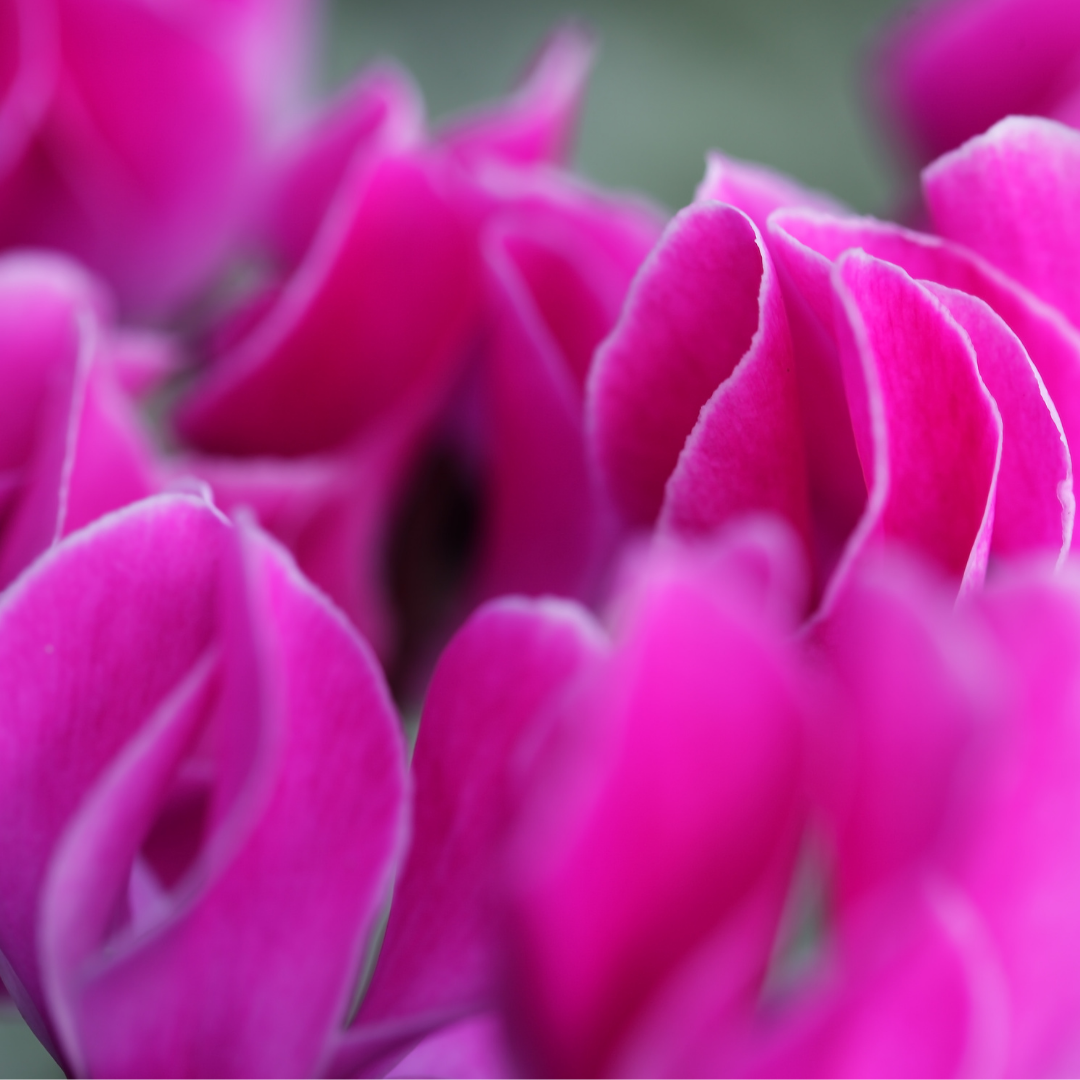 Cyclamen Silver Leaf Magenta 10.5cm Pot Pack of 3 & 6 Flowering Outdoor Plants