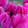 Cyclamen Silver Leaf Magenta 10.5cm Pot Pack of 3 & 6 Flowering Outdoor Plants