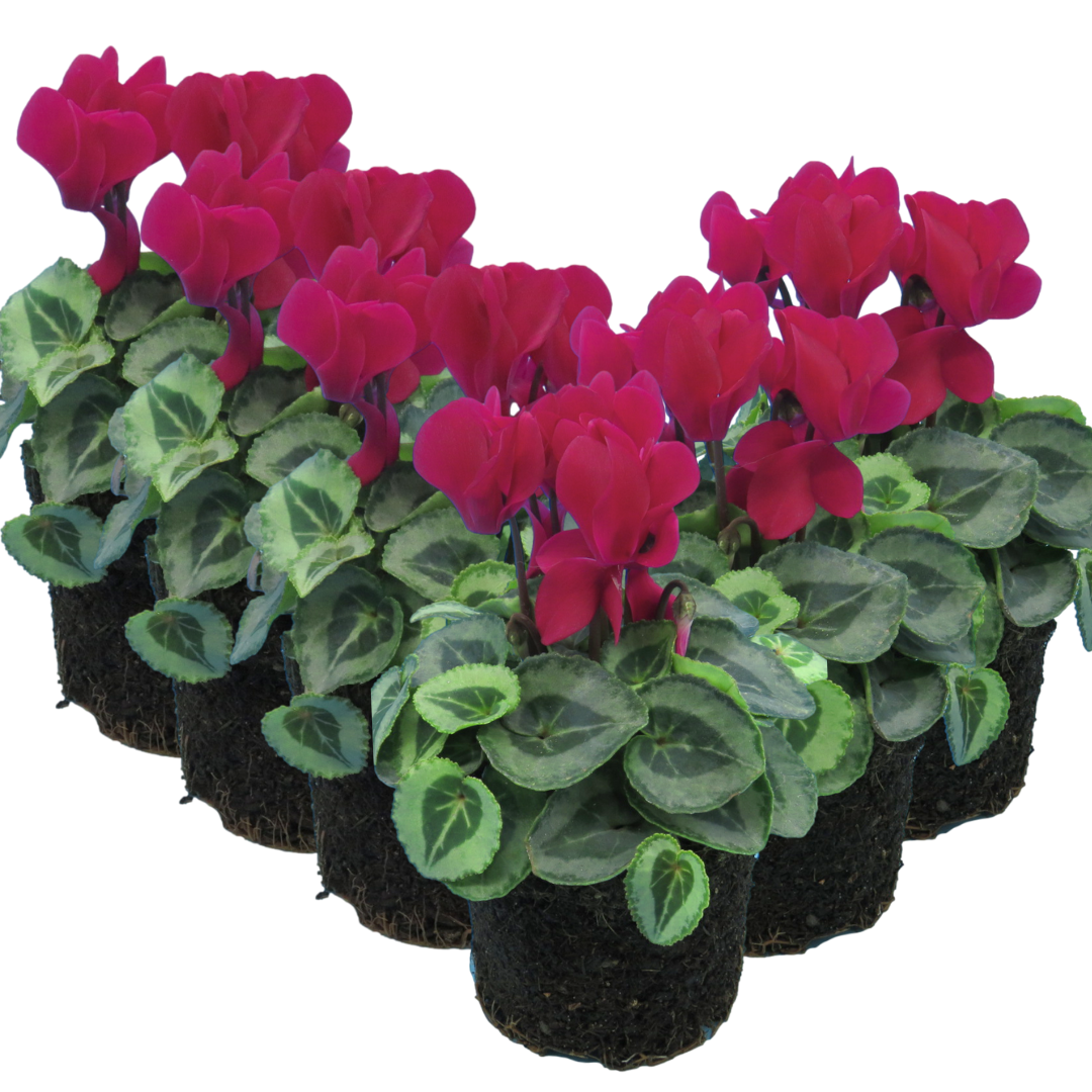 Cyclamen Silver Leaf Magenta 10.5cm Pot Pack of 3 & 6 Flowering Outdoor Plants