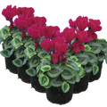 Cyclamen Silver Leaf Magenta 10.5cm Pot Pack of 3 & 6 Flowering Outdoor Plants