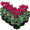6 Plants