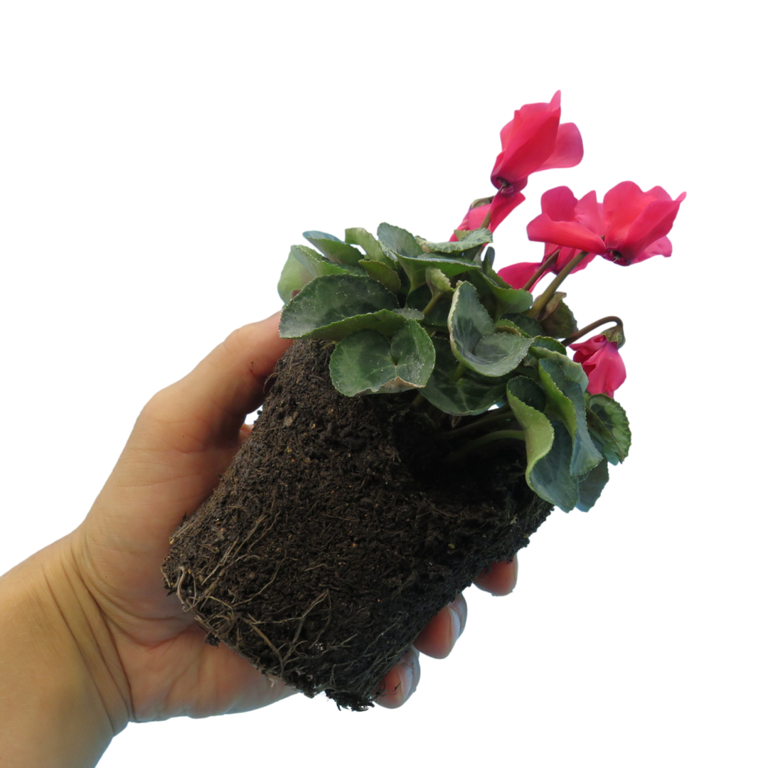 Cyclamen Silver Leaf Growers Selection 10.5cm Pot Pack of 3 & 6 Flowering Outdoor Plants