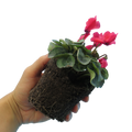 Cyclamen Silver Leaf Growers Selection 10.5cm Pot Pack of 3 & 6 Flowering Outdoor Plants