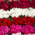 Cyclamen Silver Leaf Growers Selection 10.5cm Pot Pack of 3 & 6 Flowering Outdoor Plants