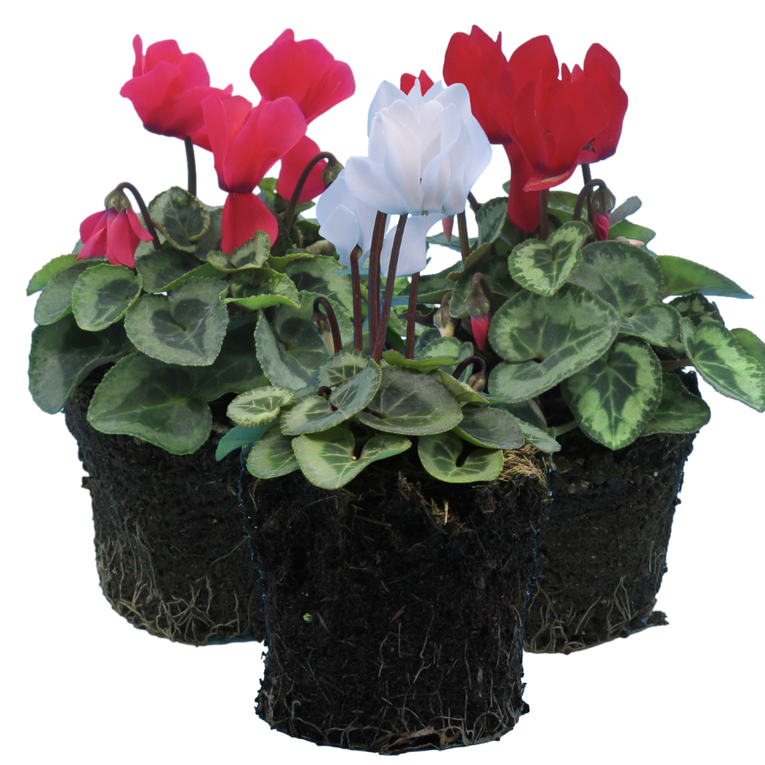 Cyclamen Silver Leaf Growers Selection 10.5cm Pot Pack of 3 & 6 Flowering Outdoor Plants