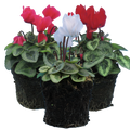 Cyclamen Silver Leaf Growers Selection 10.5cm Pot Pack of 3 & 6 Flowering Outdoor Plants
