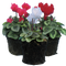 3 Plants