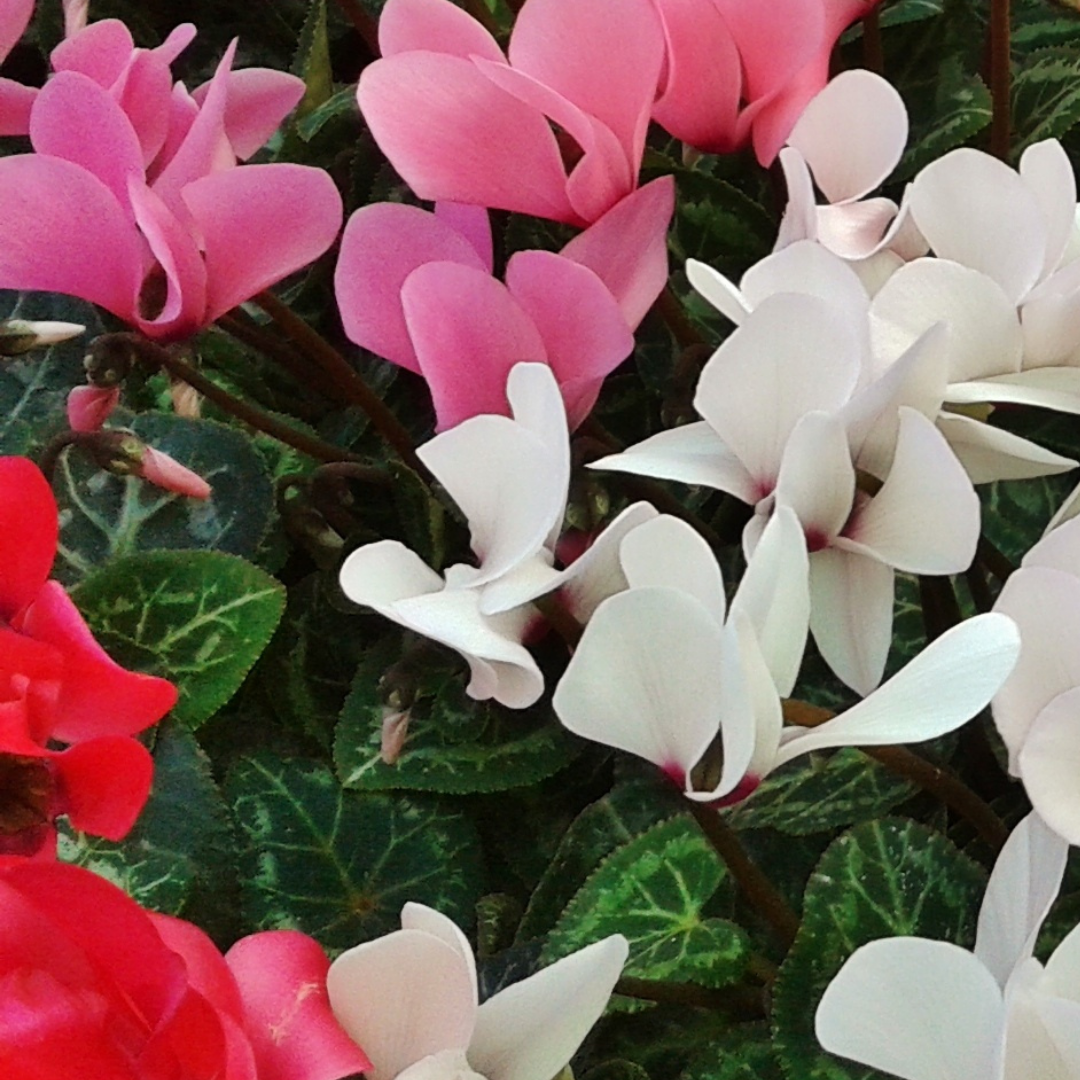 Cyclamen Silver Leaf Growers Selection 10.5cm Pot Pack of 3 & 6 Flowering Outdoor Plants