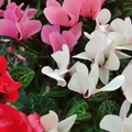 Cyclamen Silver Leaf Growers Selection 10.5cm Pot Pack of 3 & 6 Flowering Outdoor Plants
