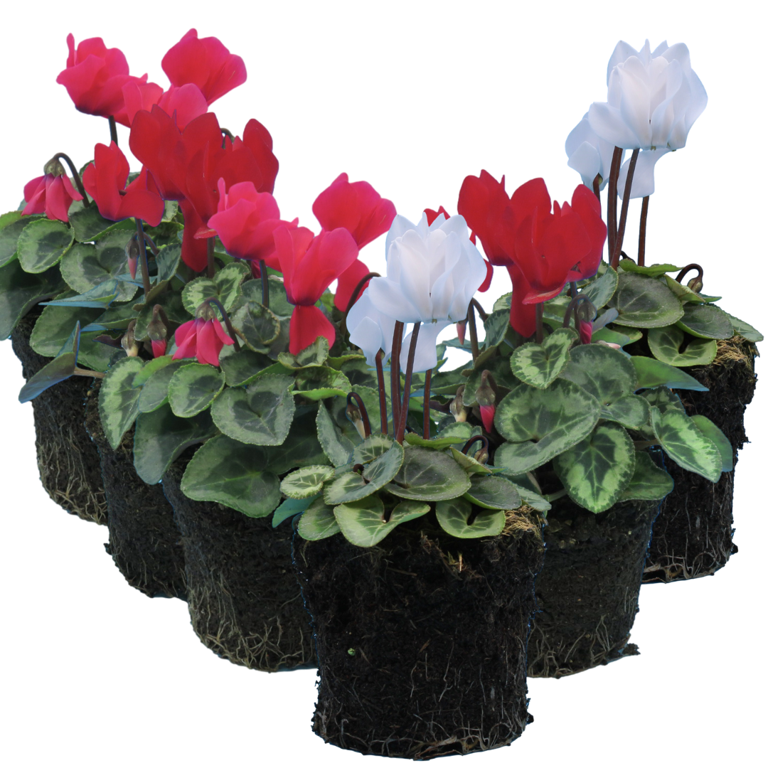 Cyclamen Silver Leaf Growers Selection 10.5cm Pot Pack of 3 & 6 Flowering Outdoor Plants