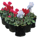 Cyclamen Silver Leaf Growers Selection 10.5cm Pot Pack of 3 & 6 Flowering Outdoor Plants