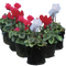 6 Plants