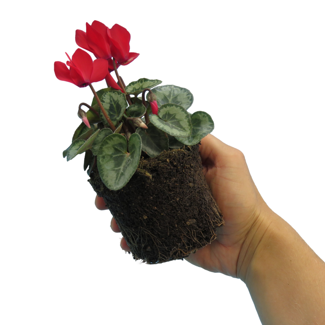 Cyclamen Silver Leaf Scarlet 10.5cm Pot Pack of 3 & 6 Flowering Outdoor Plants