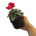 Cyclamen Silver Leaf Scarlet 10.5cm Pot Pack of 3 & 6 Flowering Outdoor Plants