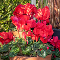 Cyclamen Silver Leaf Scarlet 10.5cm Pot Pack of 3 & 6 Flowering Outdoor Plants