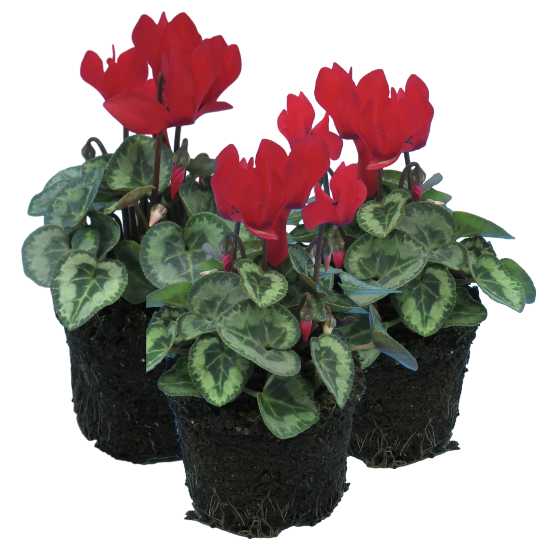 Cyclamen Silver Leaf Scarlet 10.5cm Pot Pack of 3 & 6 Flowering Outdoor Plants