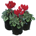 Cyclamen Silver Leaf Scarlet 10.5cm Pot Pack of 3 & 6 Flowering Outdoor Plants