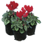 3 Plants