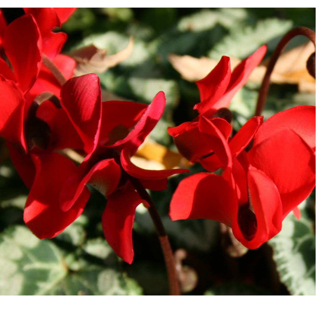 Cyclamen Silver Leaf Scarlet 10.5cm Pot Pack of 3 & 6 Flowering Outdoor Plants