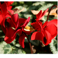 Cyclamen Silver Leaf Scarlet 10.5cm Pot Pack of 3 & 6 Flowering Outdoor Plants