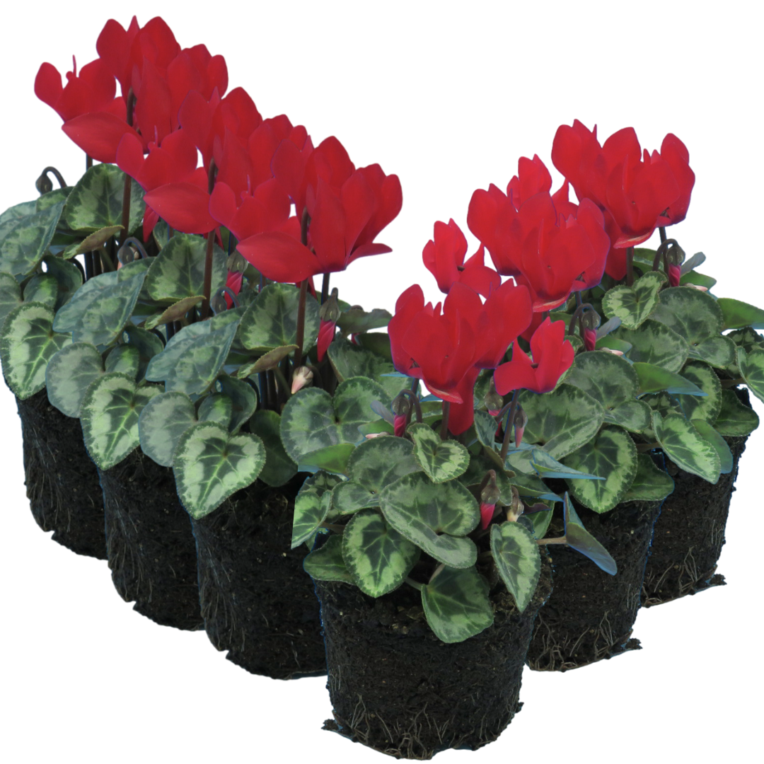 Cyclamen Silver Leaf Scarlet 10.5cm Pot Pack of 3 & 6 Flowering Outdoor Plants
