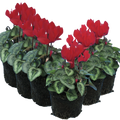 Cyclamen Silver Leaf Scarlet 10.5cm Pot Pack of 3 & 6 Flowering Outdoor Plants