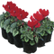 6 Plants