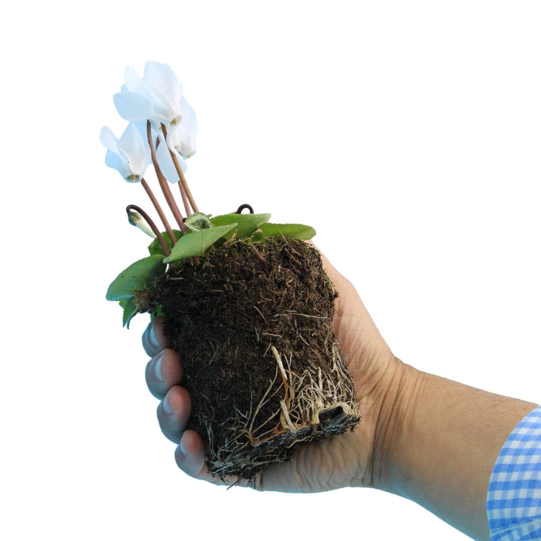 Cyclamen Silver Leaf White 10.5cm Pot Pack of 3 & 6 Flowering Outdoor Plants