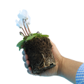 Cyclamen Silver Leaf White 10.5cm Pot Pack of 3 & 6 Flowering Outdoor Plants