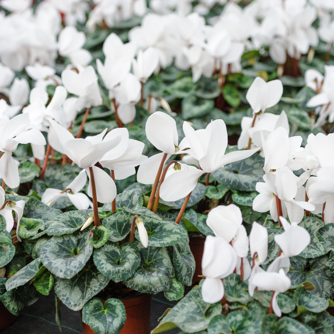 Cyclamen Silver Leaf White 10.5cm Pot Pack of 3 & 6 Flowering Outdoor Plants
