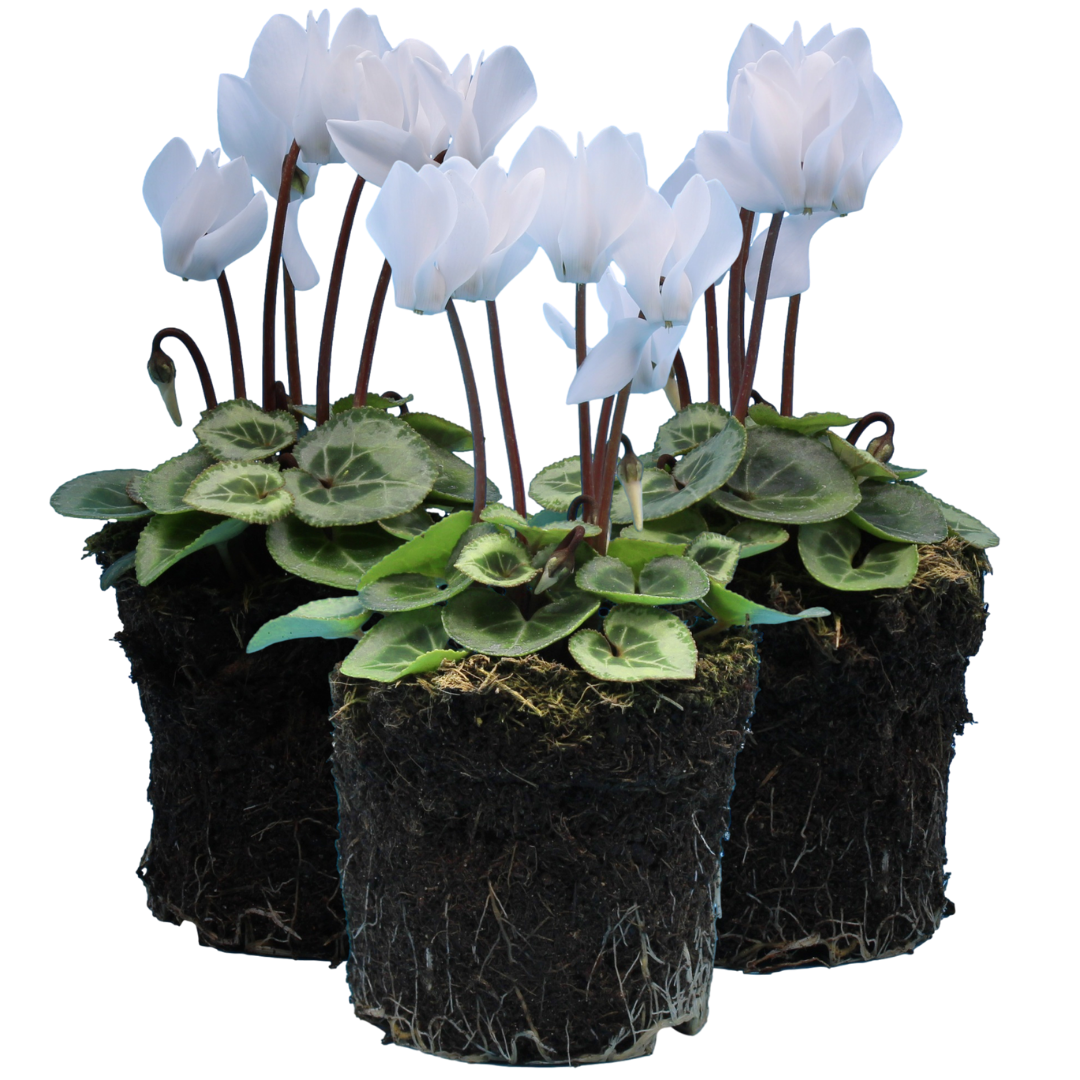 Cyclamen Silver Leaf White 10.5cm Pot Pack of 3 & 6 Flowering Outdoor Plants
