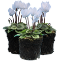Cyclamen Silver Leaf White 10.5cm Pot Pack of 3 & 6 Flowering Outdoor Plants