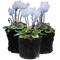 3 Plants