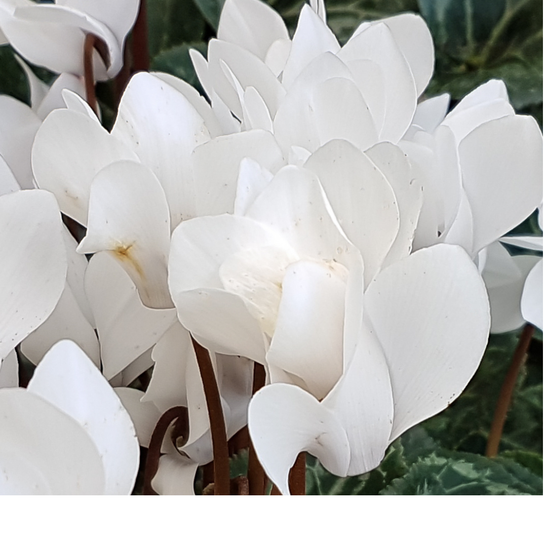 Cyclamen Silver Leaf White 10.5cm Pot Pack of 3 & 6 Flowering Outdoor Plants