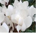 Cyclamen Silver Leaf White 10.5cm Pot Pack of 3 & 6 Flowering Outdoor Plants