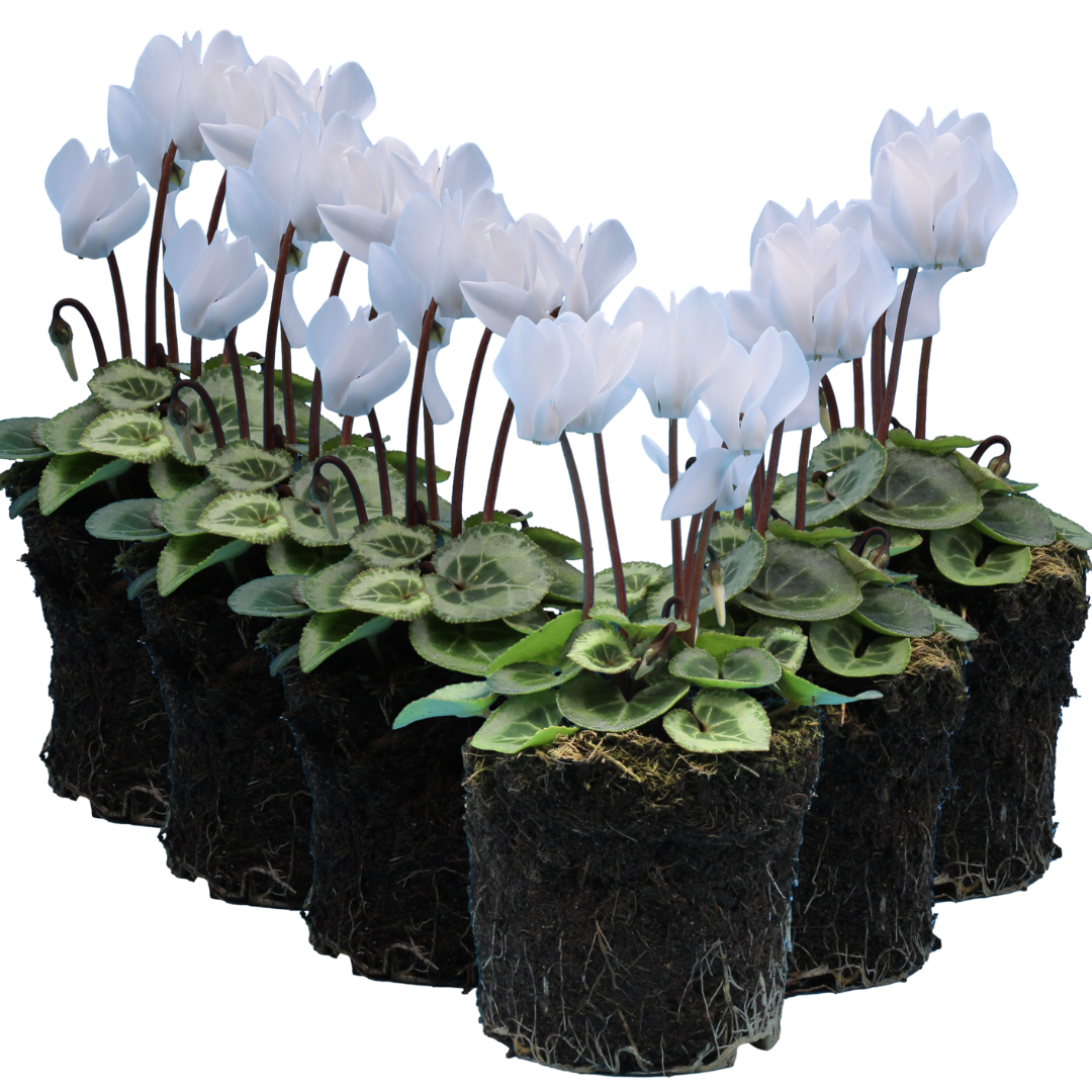 Cyclamen Silver Leaf White 10.5cm Pot Pack of 3 & 6 Flowering Outdoor Plants