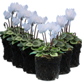 Cyclamen Silver Leaf White 10.5cm Pot Pack of 3 & 6 Flowering Outdoor Plants